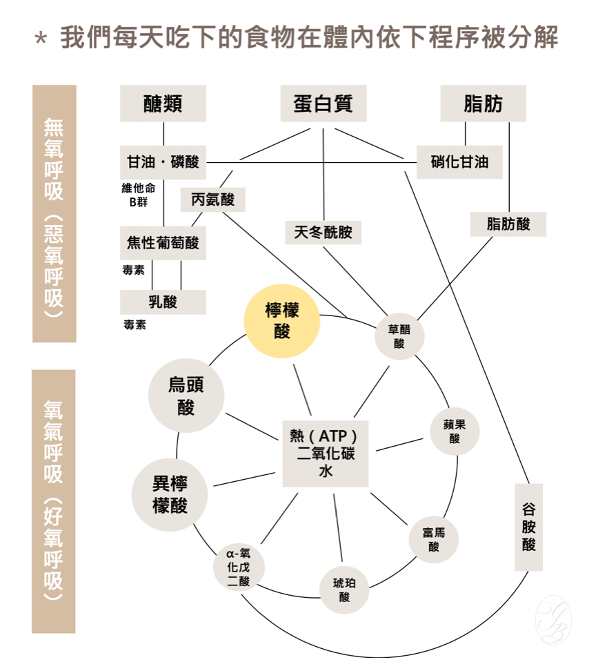 如果妳想要盡可能避免食品添加物造成的健康危害，最關鍵的就是必須加強自己身體的代謝能力，可以靠攝取「檸檬酸」輕鬆強化新陳代謝，加速排泄體內酸的廢棄物與毒素，就能大幅減輕肝臟、腎臟的排毒負擔。